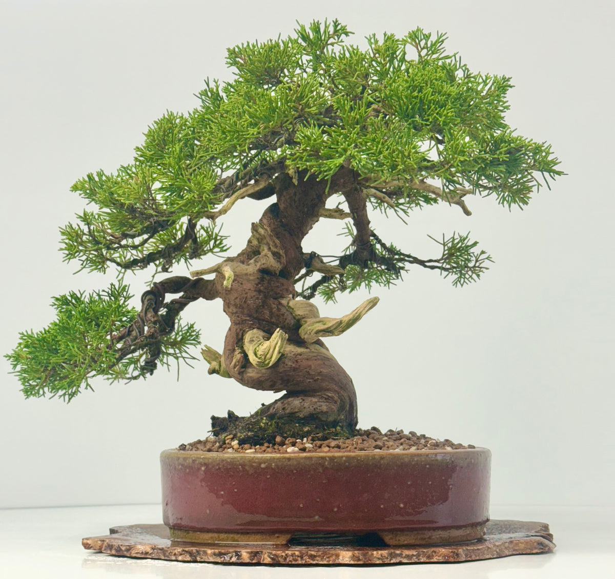 Itoigawa Juniper Bonsai Tree – Specimen Japanese Juniper