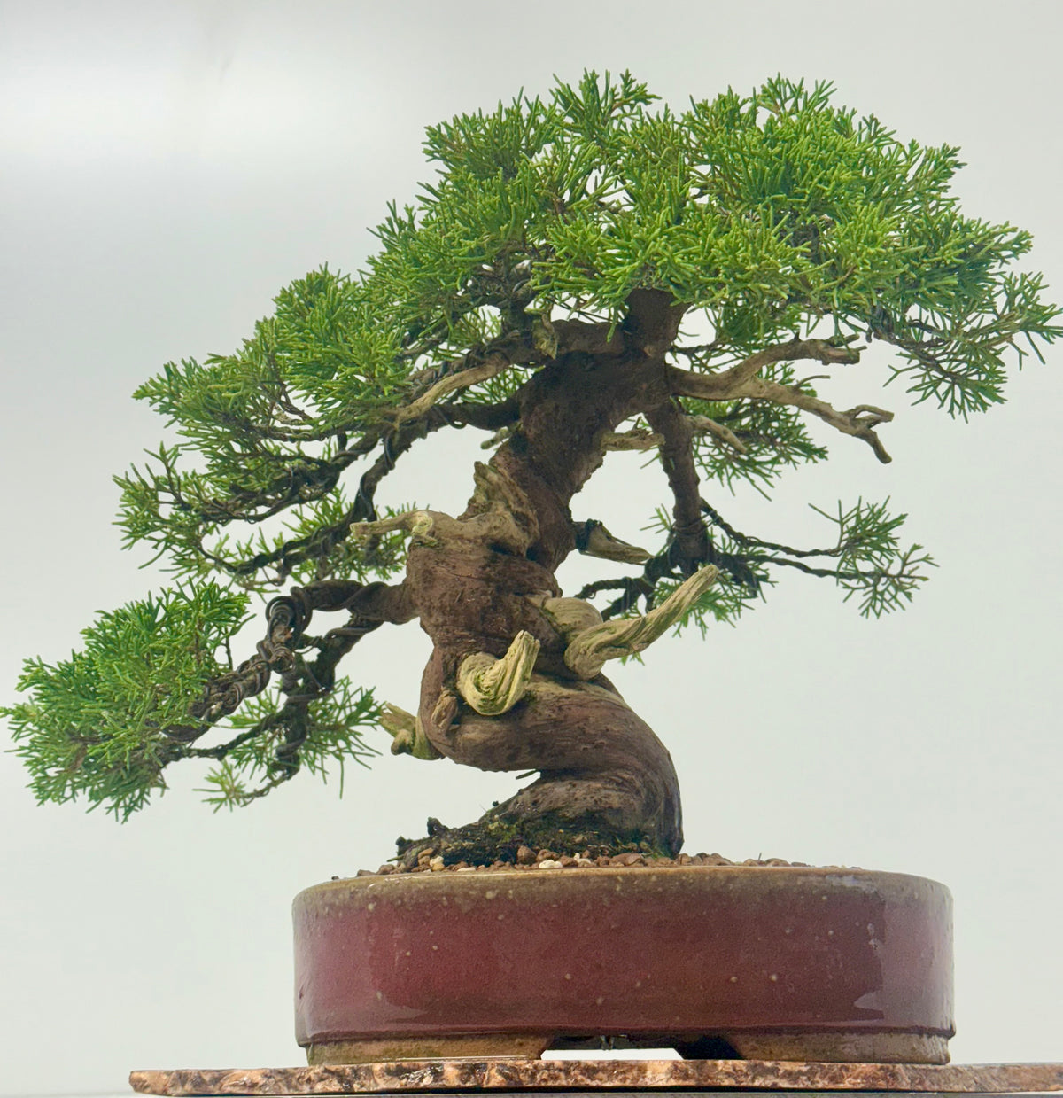 Itoigawa Juniper Bonsai Tree – Specimen Japanese Juniper