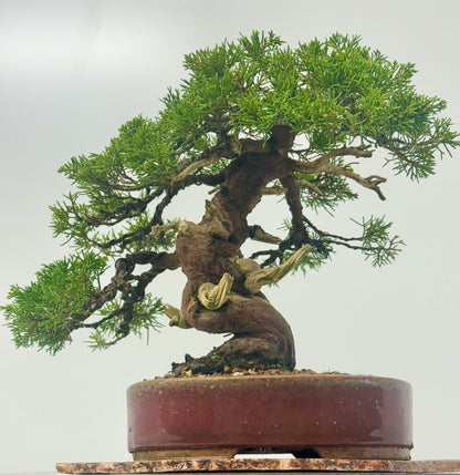 Itoigawa Juniper Bonsai Tree – Specimen Japanese Juniper