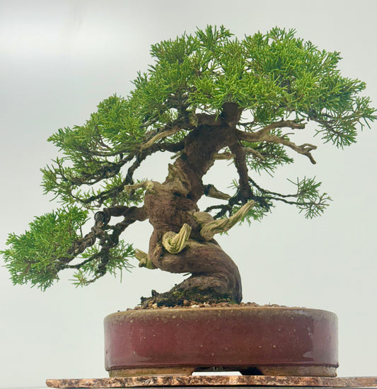 Itoigawa Juniper Bonsai Tree – Specimen Japanese Juniper