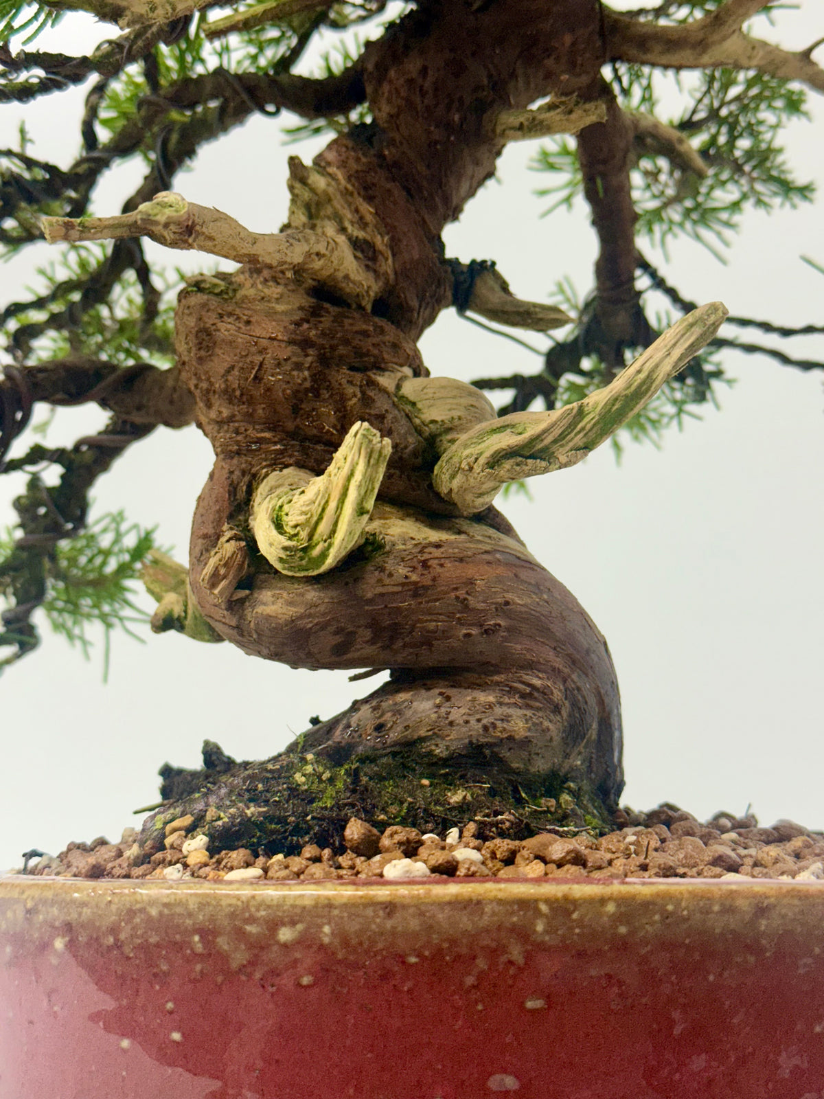 Itoigawa Juniper Bonsai Tree – Specimen Japanese Juniper