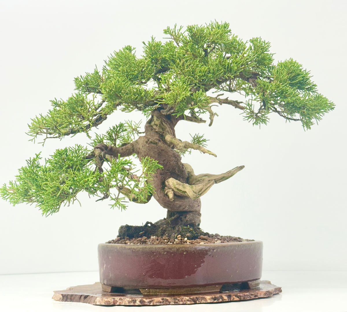 Itoigawa Juniper Bonsai Tree – Specimen Japanese Juniper