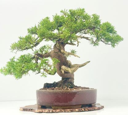 Itoigawa Juniper Bonsai Tree – Specimen Japanese Juniper