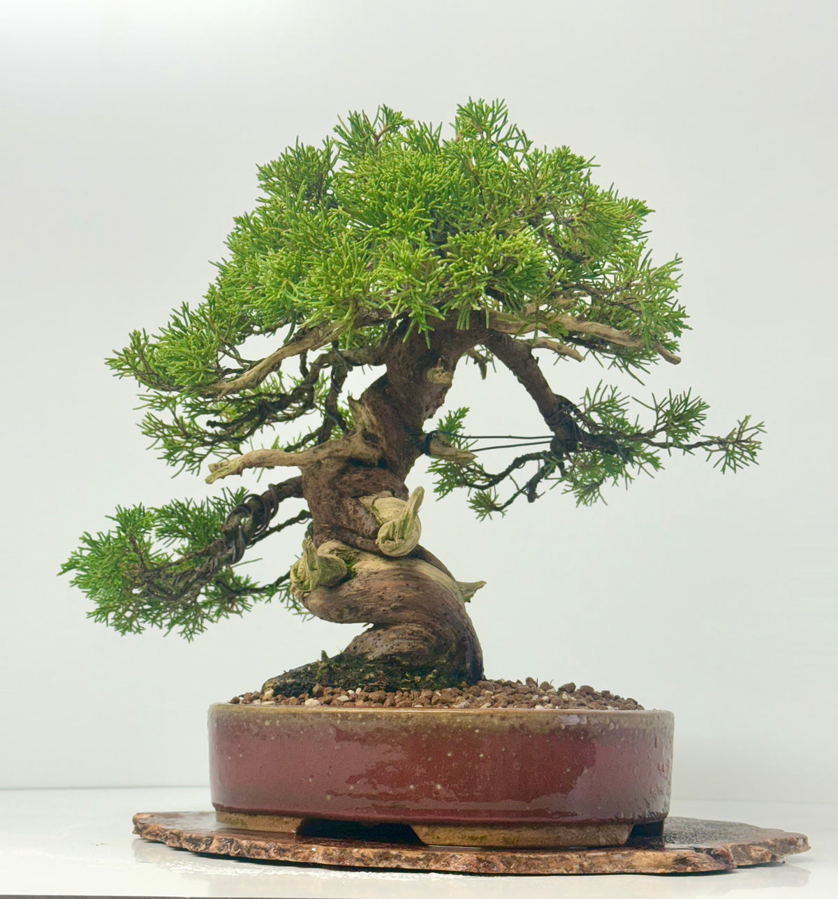 Itoigawa Juniper Bonsai Tree – Specimen Japanese Juniper