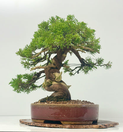 Itoigawa Juniper Bonsai Tree – Specimen Japanese Juniper