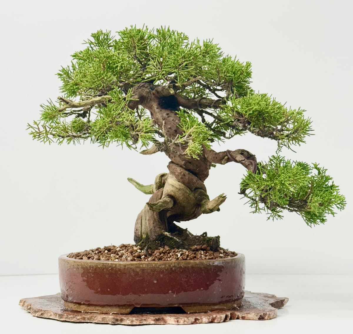 Itoigawa Juniper Bonsai Tree – Specimen Japanese Juniper