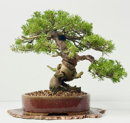 Itoigawa Juniper Bonsai Tree – Specimen Japanese Juniper
