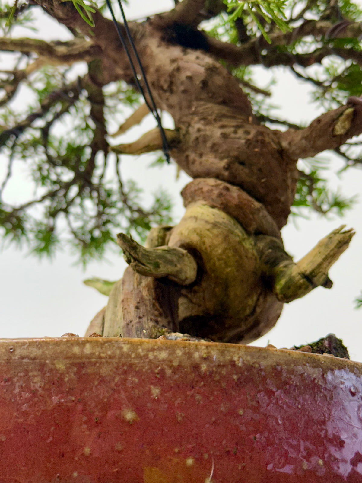 Itoigawa Juniper Bonsai Tree – Specimen Japanese Juniper