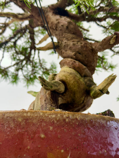 Itoigawa Juniper Bonsai Tree – Specimen Japanese Juniper