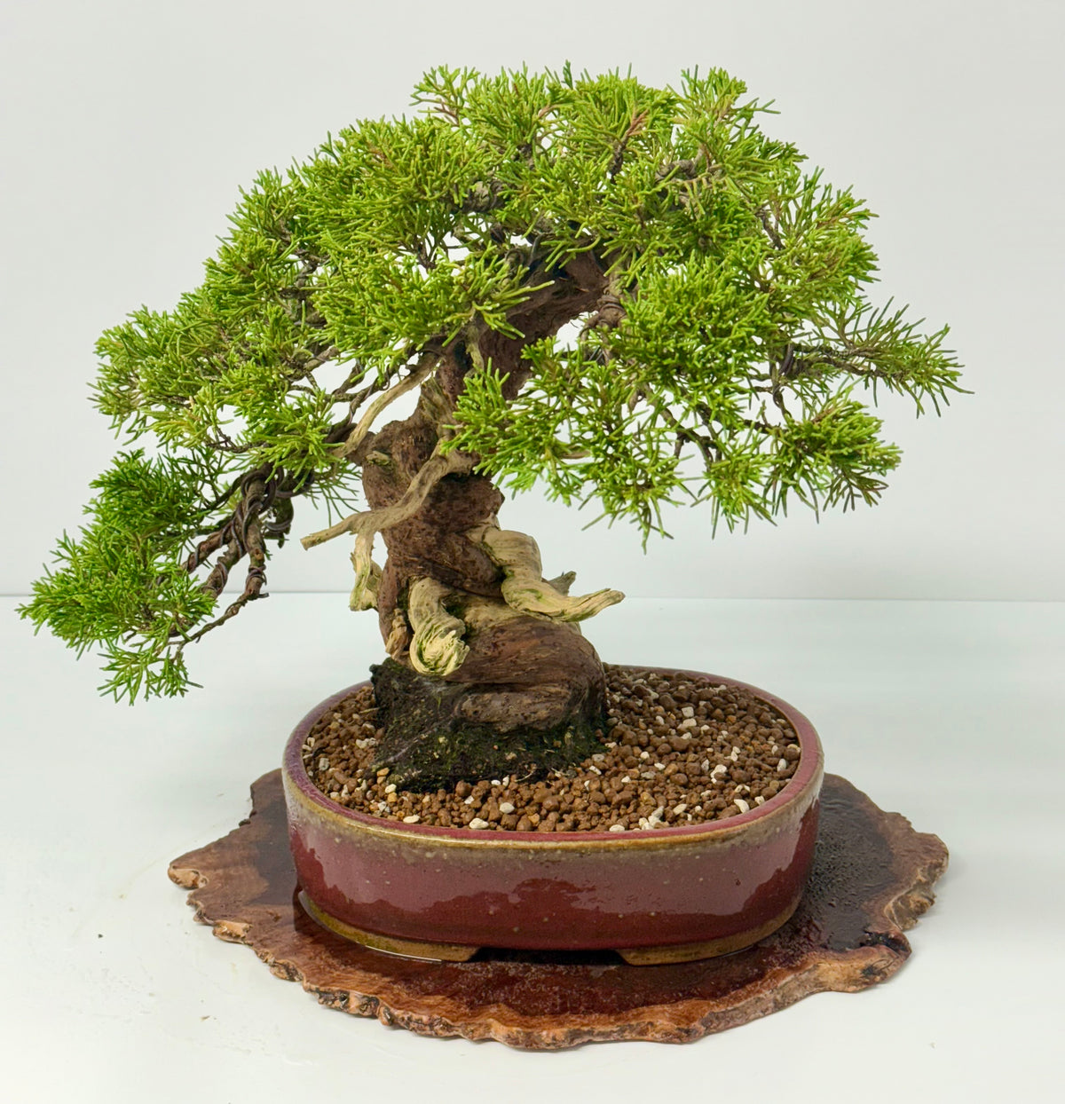 Itoigawa Juniper Bonsai Tree – Specimen Japanese Juniper
