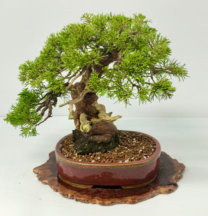 Itoigawa Juniper Bonsai Tree – Specimen Japanese Juniper