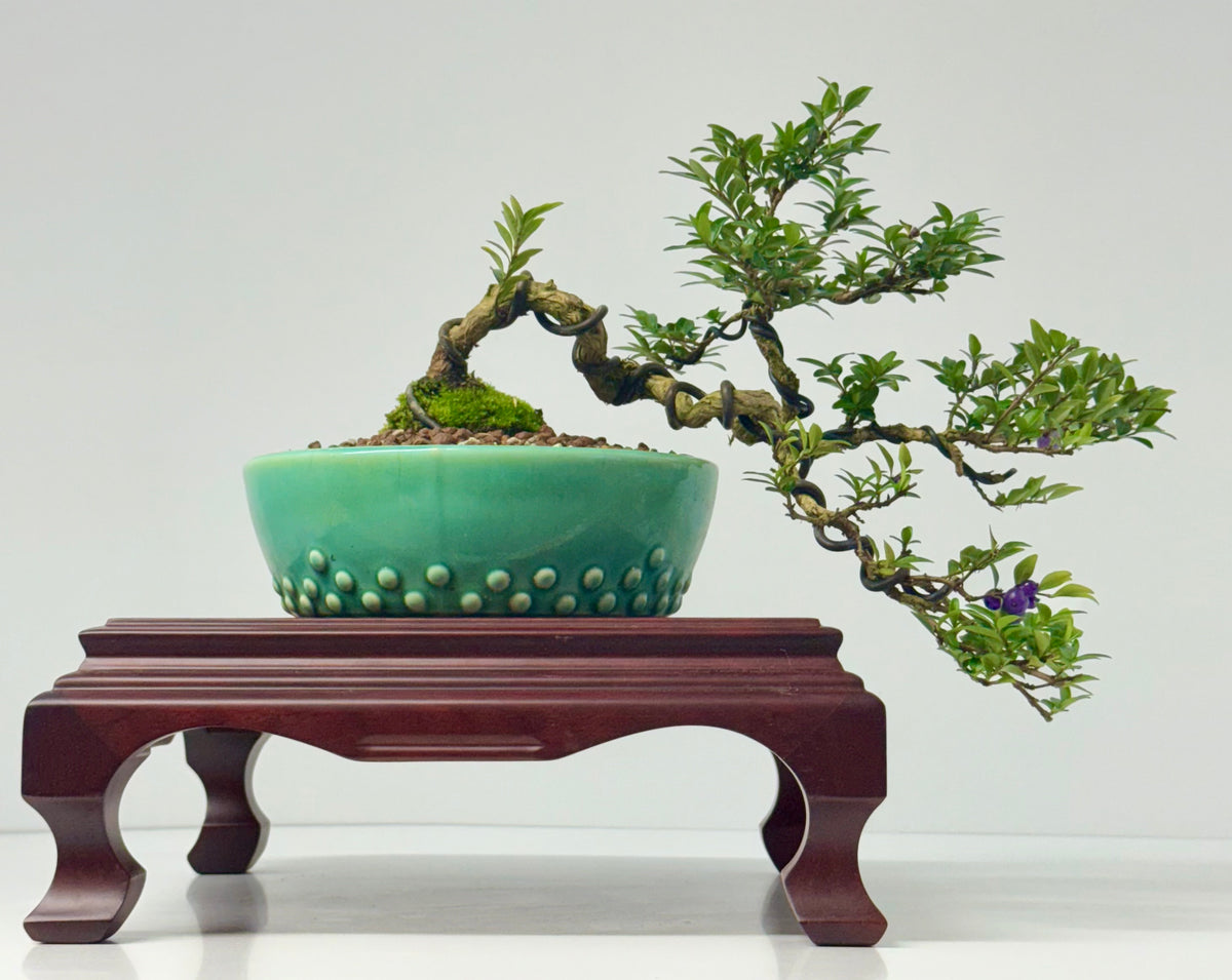 Lonicera Pileata Bonsai Tree