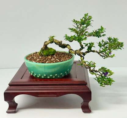 Lonicera Pileata Bonsai Tree