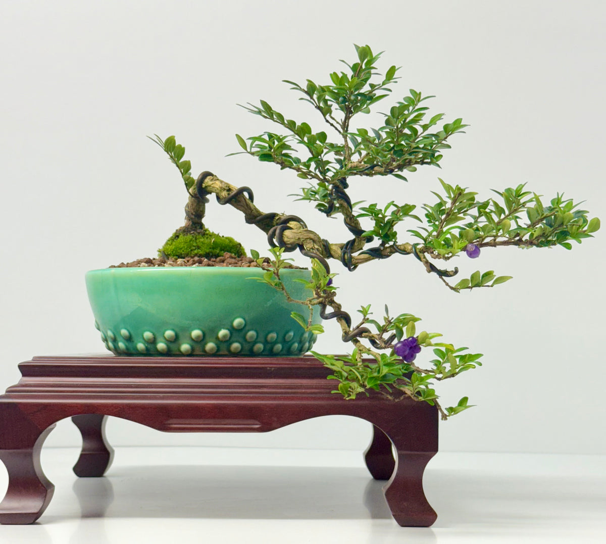 Lonicera Pileata Bonsai Tree