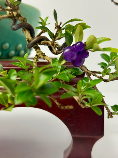 Lonicera Pileata Bonsai Tree