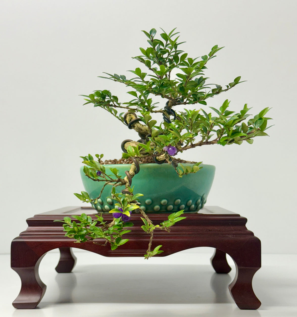 Lonicera Pileata Bonsai Tree