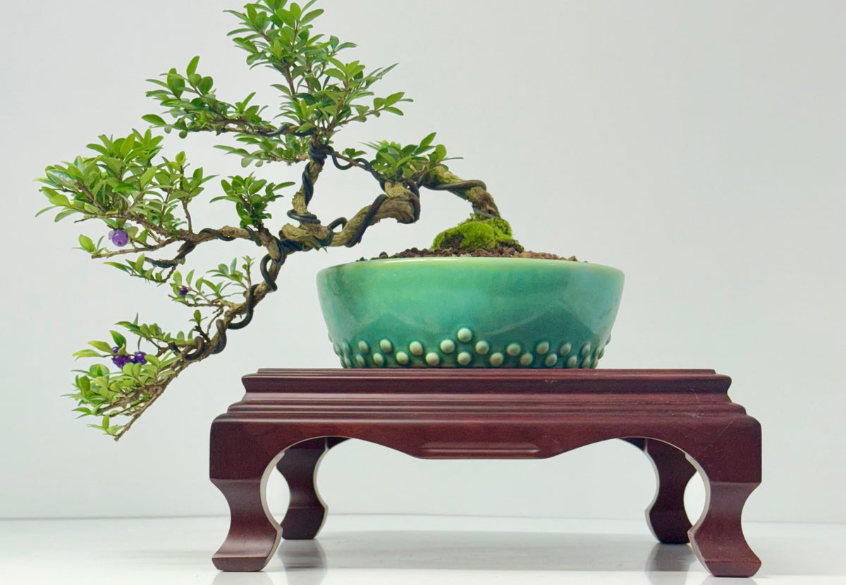 Lonicera Pileata Bonsai Tree