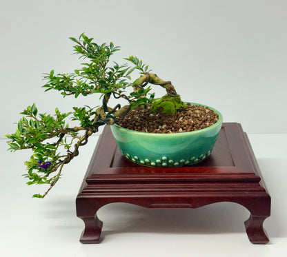 Lonicera Pileata Bonsai Tree