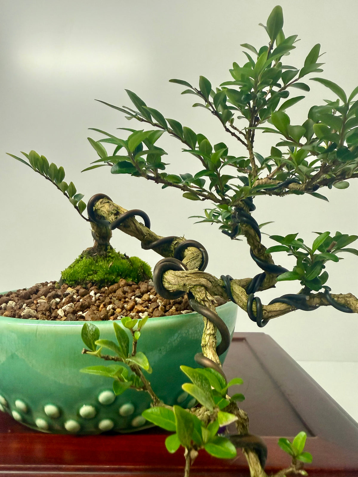 Lonicera Pileata Bonsai Tree