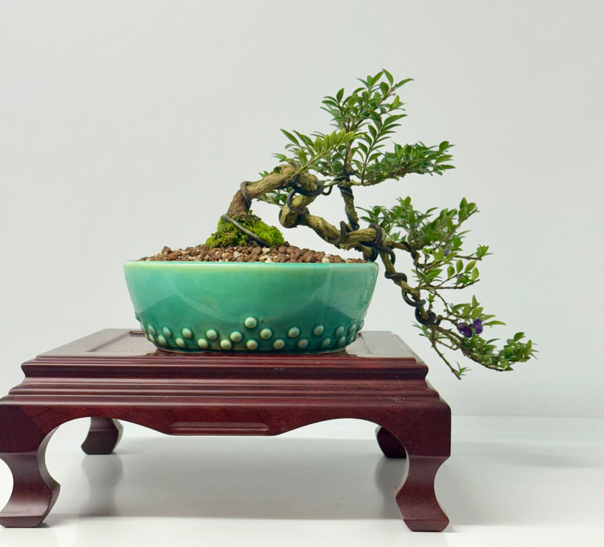 Lonicera Pileata Bonsai Tree