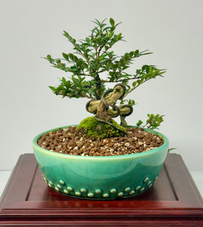 Lonicera Pileata Bonsai Tree