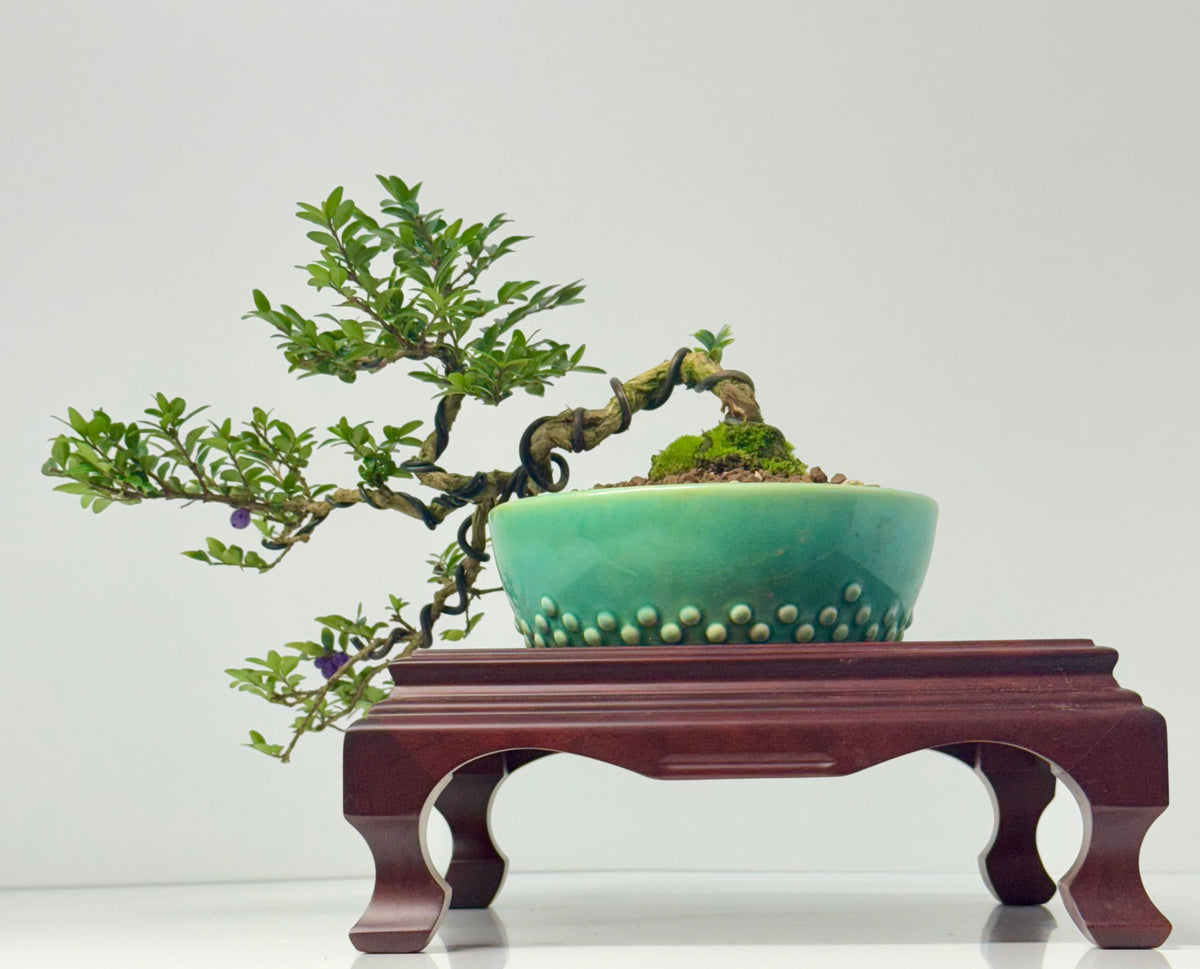 Lonicera Pileata Bonsai Tree
