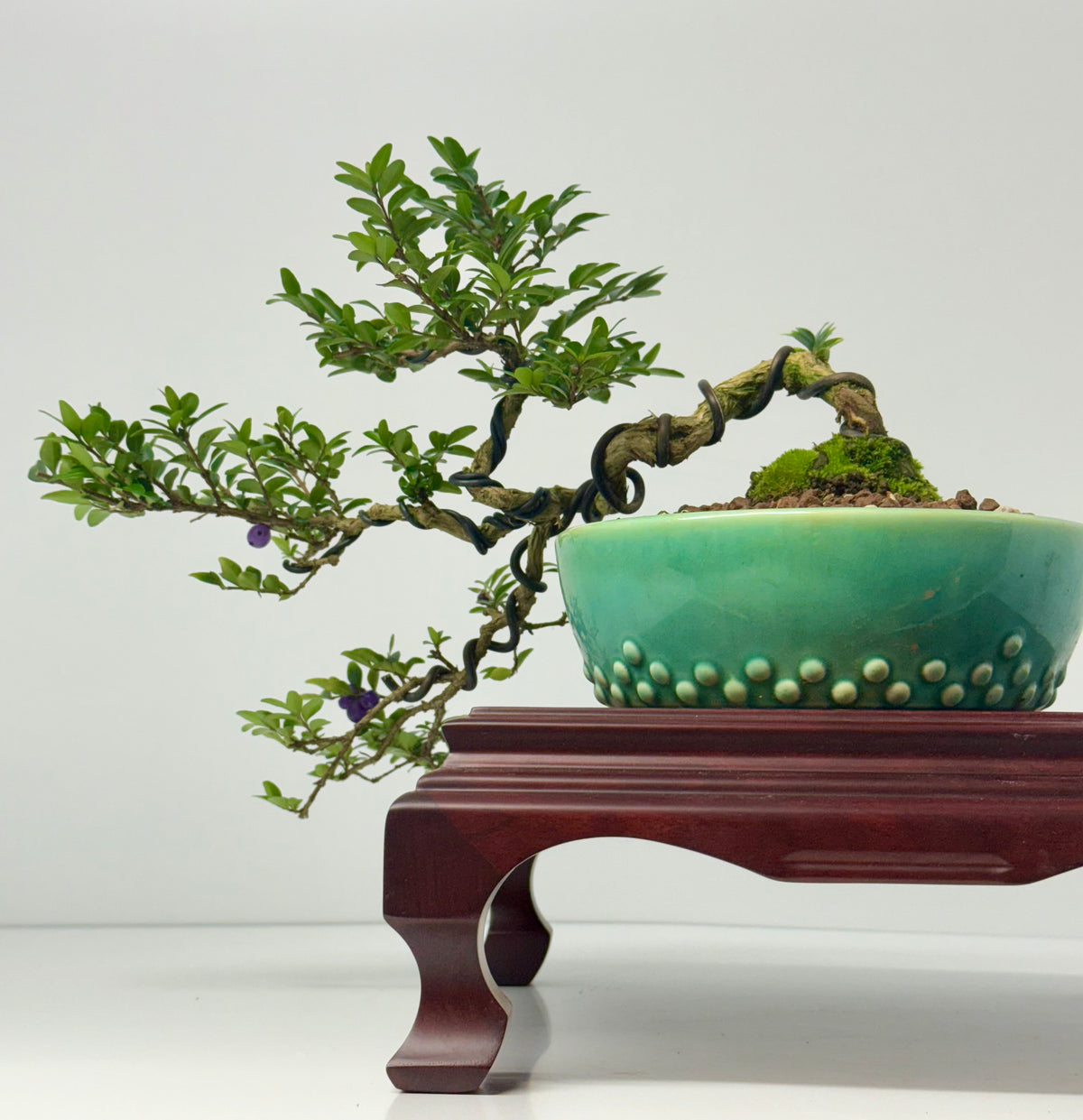 Lonicera Pileata Bonsai Tree