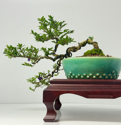 Lonicera Pileata Bonsai Tree