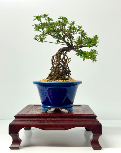 Exposed Root Azalea Bonsai | Flowering Satsuki Azalea – 35 cm