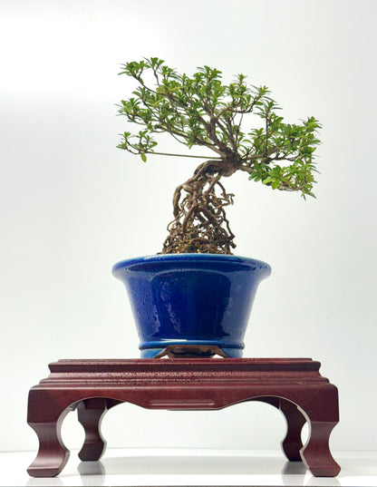 Exposed Root Azalea Bonsai | Flowering Satsuki Azalea – 35 cm