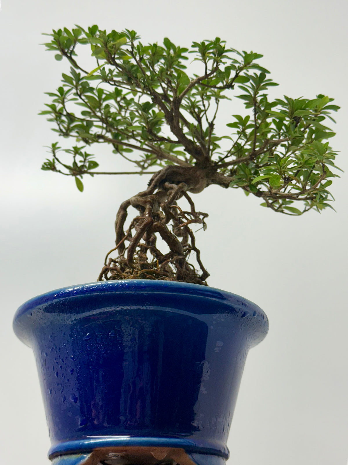 Exposed Root Azalea Bonsai | Flowering Satsuki Azalea – 35 cm