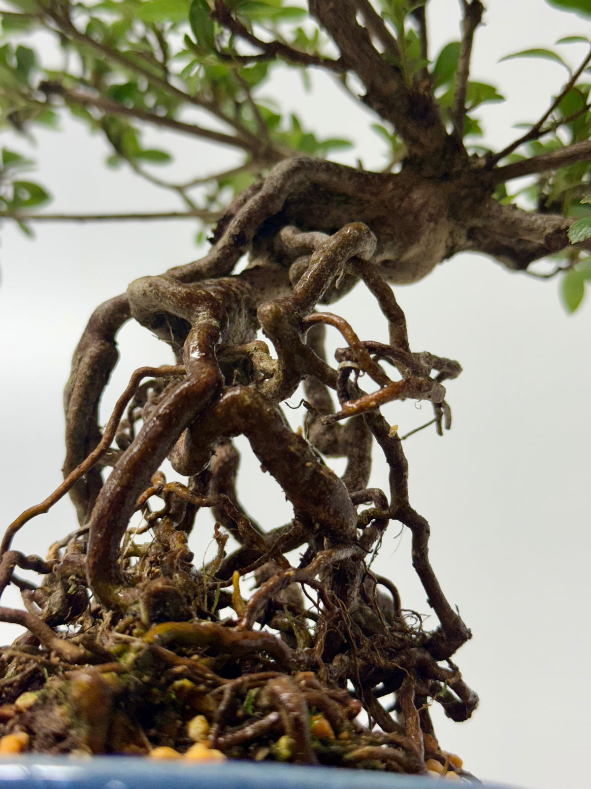 Exposed Root Azalea Bonsai | Flowering Satsuki Azalea – 35 cm