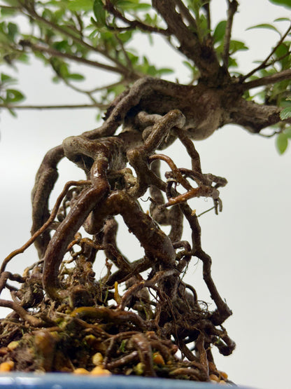 Exposed Root Azalea Bonsai | Flowering Satsuki Azalea – 35 cm