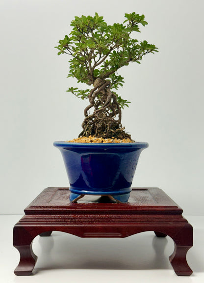 Exposed Root Azalea Bonsai | Flowering Satsuki Azalea – 35 cm