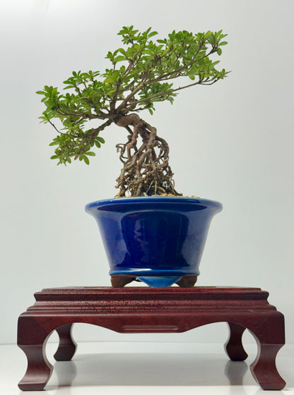 Exposed Root Azalea Bonsai | Flowering Satsuki Azalea – 35 cm