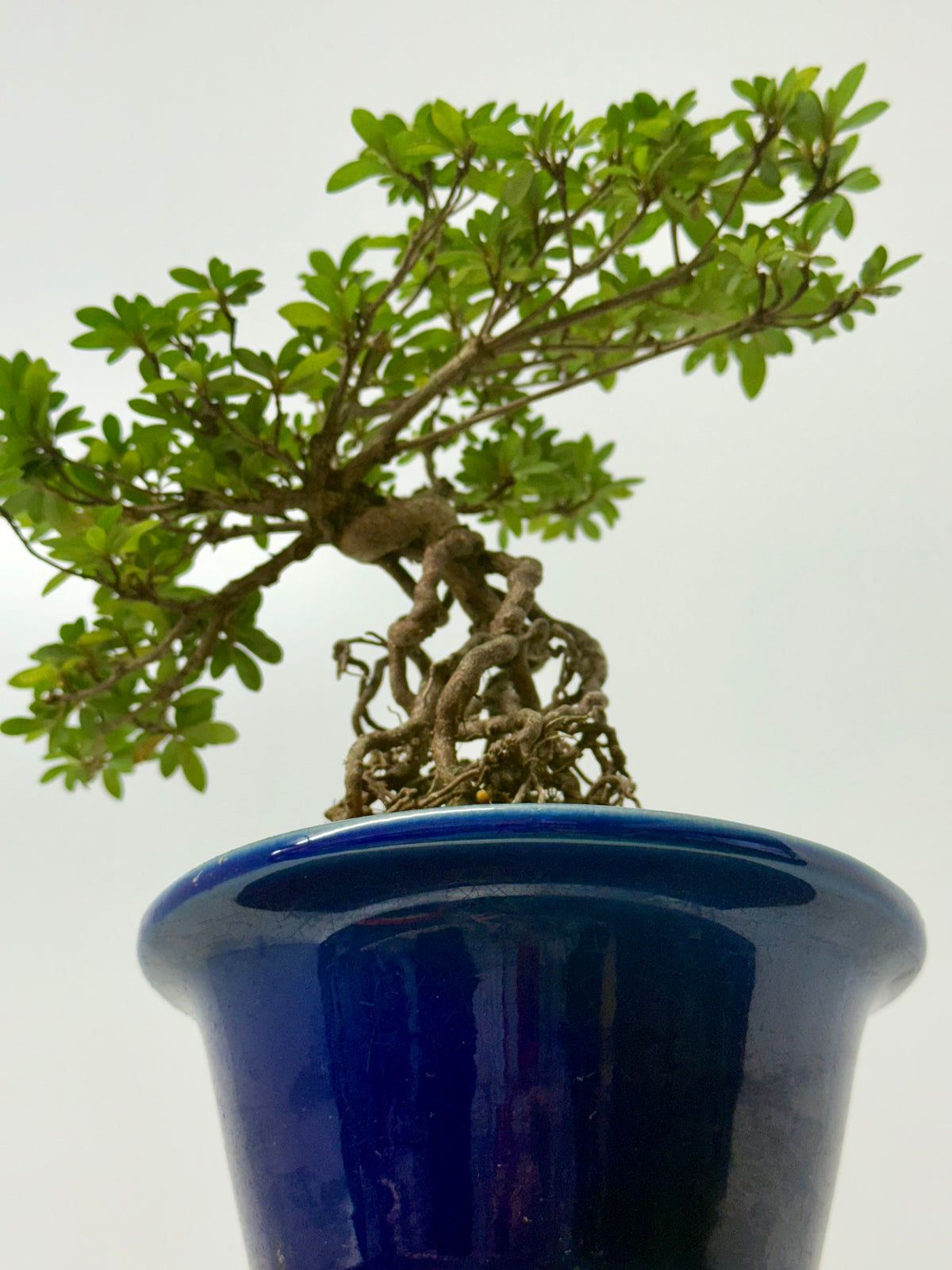 Exposed Root Azalea Bonsai | Flowering Satsuki Azalea – 35 cm
