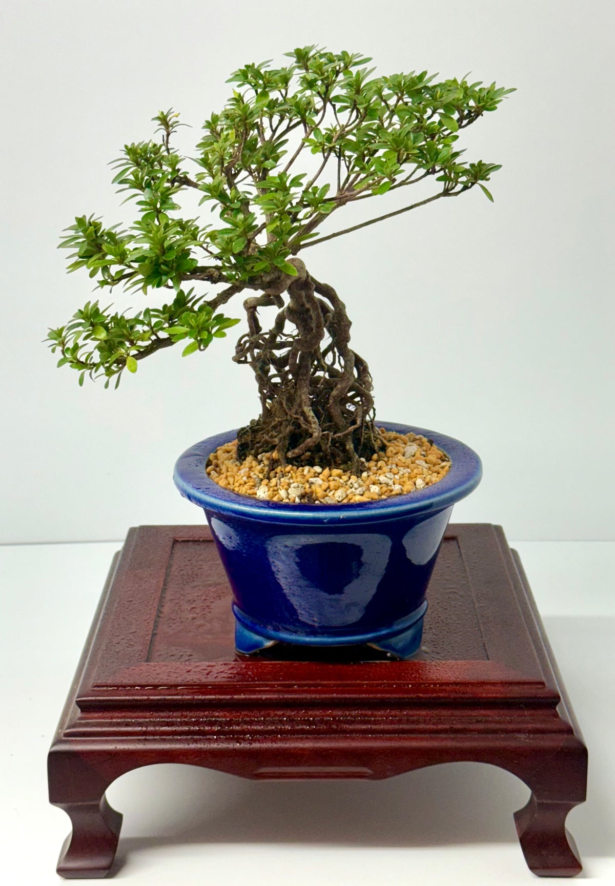 Exposed Root Azalea Bonsai | Flowering Satsuki Azalea – 35 cm