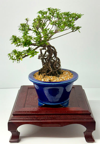 Exposed Root Azalea Bonsai | Flowering Satsuki Azalea – 35 cm