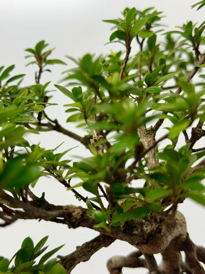 Exposed Root Azalea Bonsai | Flowering Satsuki Azalea – 35 cm