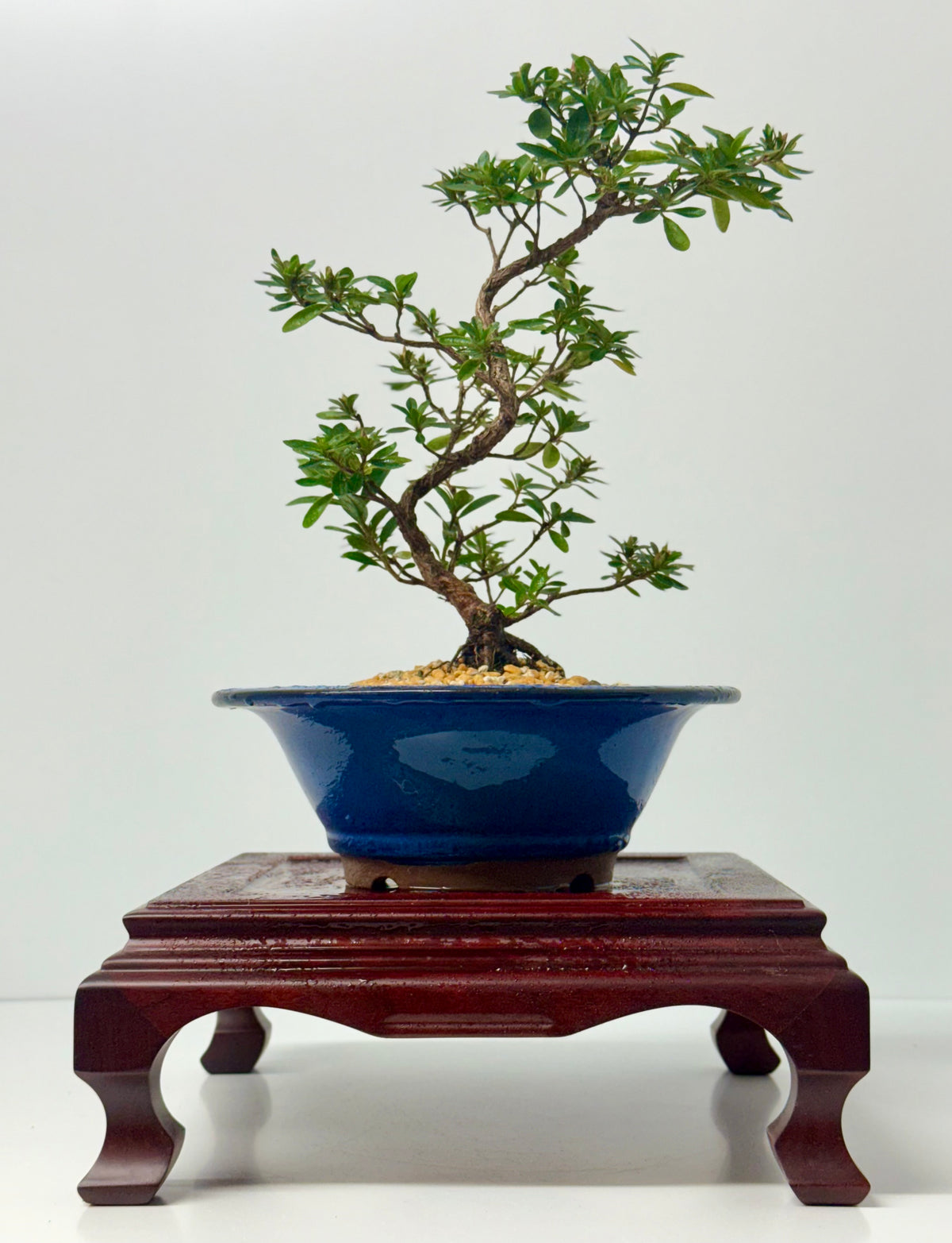 Satsuki Azalea Bonsai Tree – 33cm Flowering Bonsai