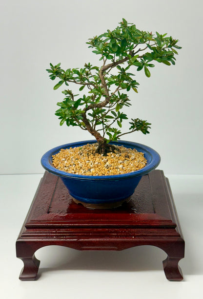 Satsuki Azalea Bonsai Tree – 33cm Flowering Bonsai