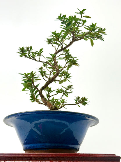 Satsuki Azalea Bonsai Tree – 33cm Flowering Bonsai