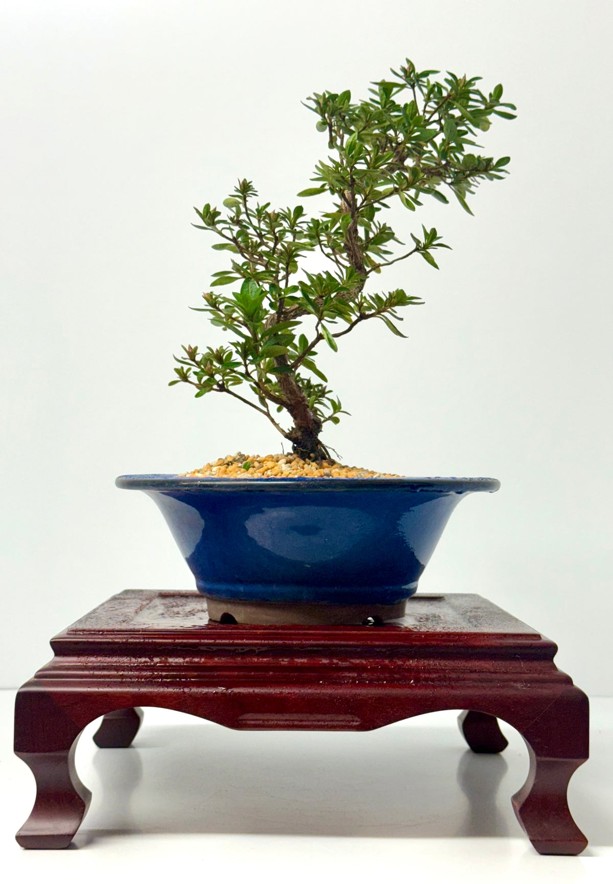 Satsuki Azalea Bonsai Tree – 33cm Flowering Bonsai