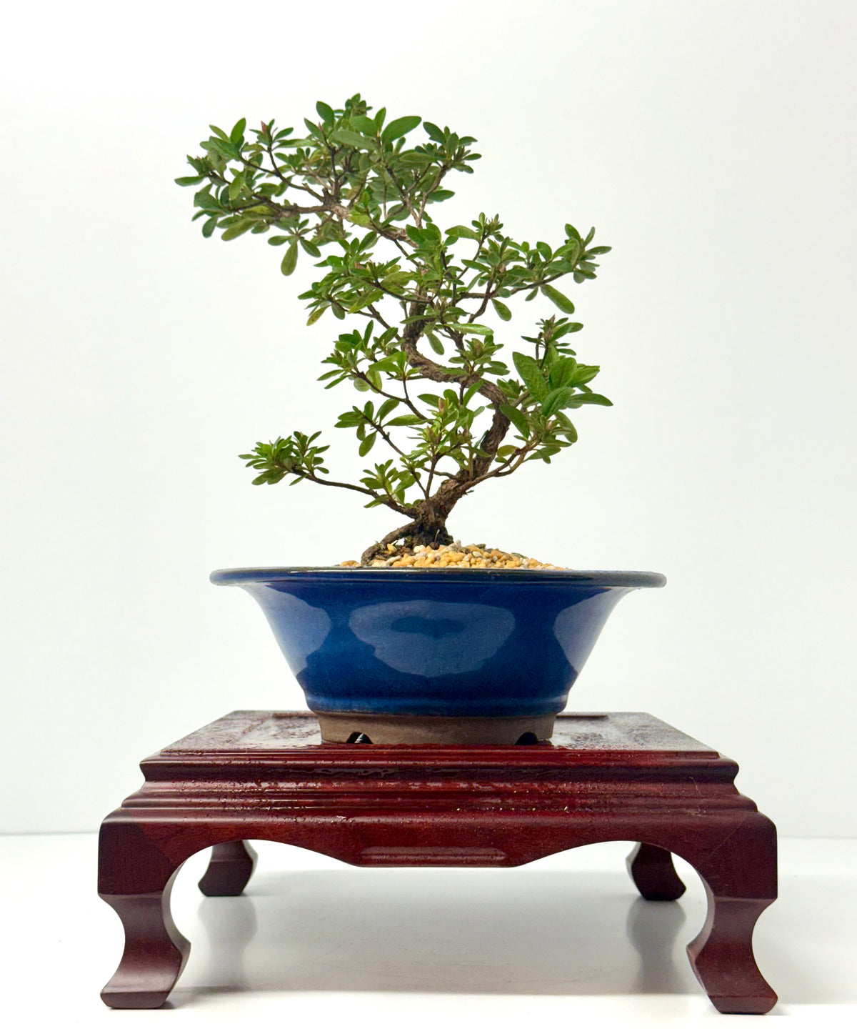 Satsuki Azalea Bonsai Tree – 33cm Flowering Bonsai