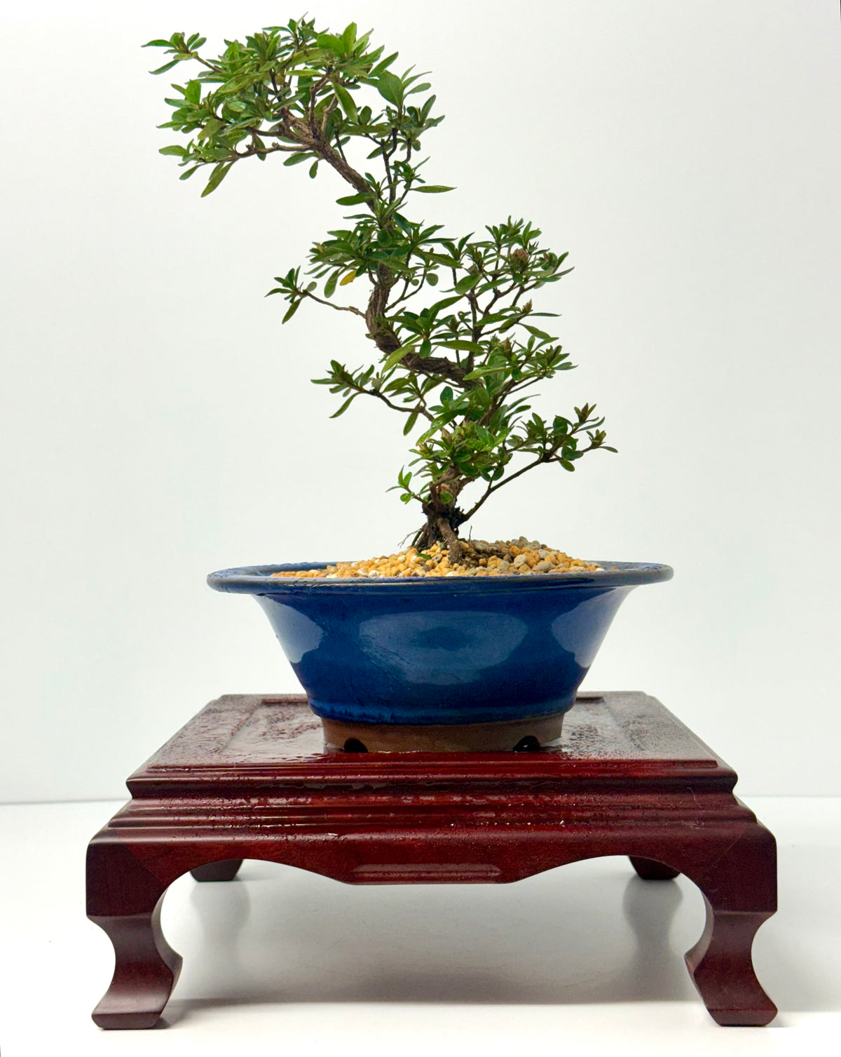 Satsuki Azalea Bonsai Tree – 33cm Flowering Bonsai