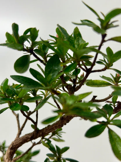 Satsuki Azalea Bonsai Tree – 33cm Flowering Bonsai