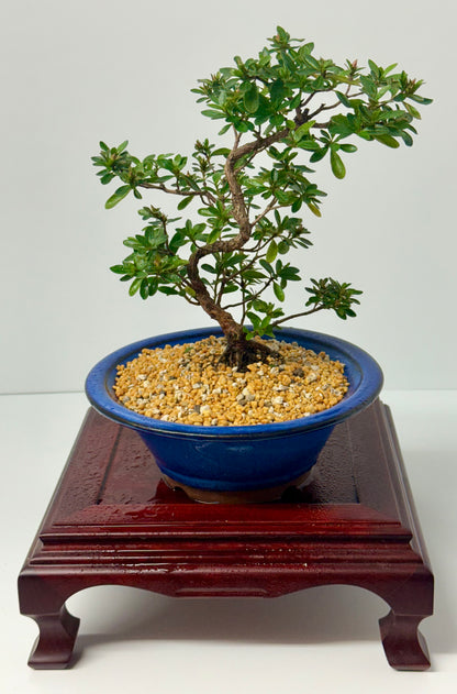Satsuki Azalea Bonsai Tree – 33cm Flowering Bonsai