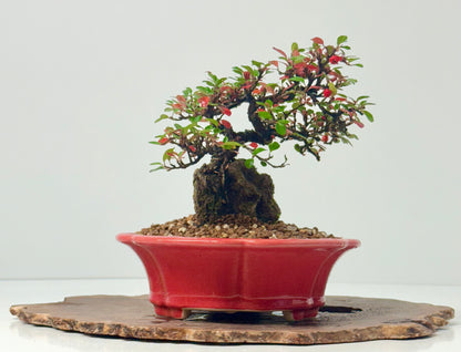 Cotoneaster Bonsai Over Rock | Flowering & Berry Bonsai – 28cm (Copy)