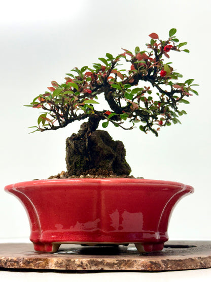 Cotoneaster Bonsai Over Rock | Flowering & Berry Bonsai – 28cm (Copy)