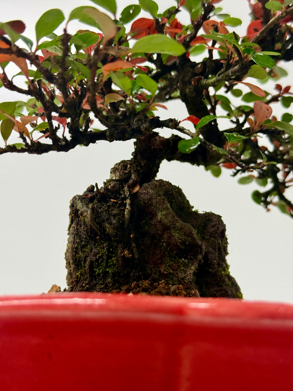 Cotoneaster Bonsai Over Rock | Flowering & Berry Bonsai – 28cm (Copy)